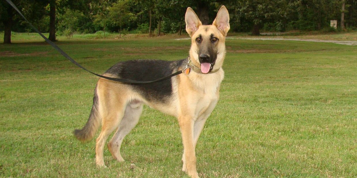 german shepherd life expectancy akc