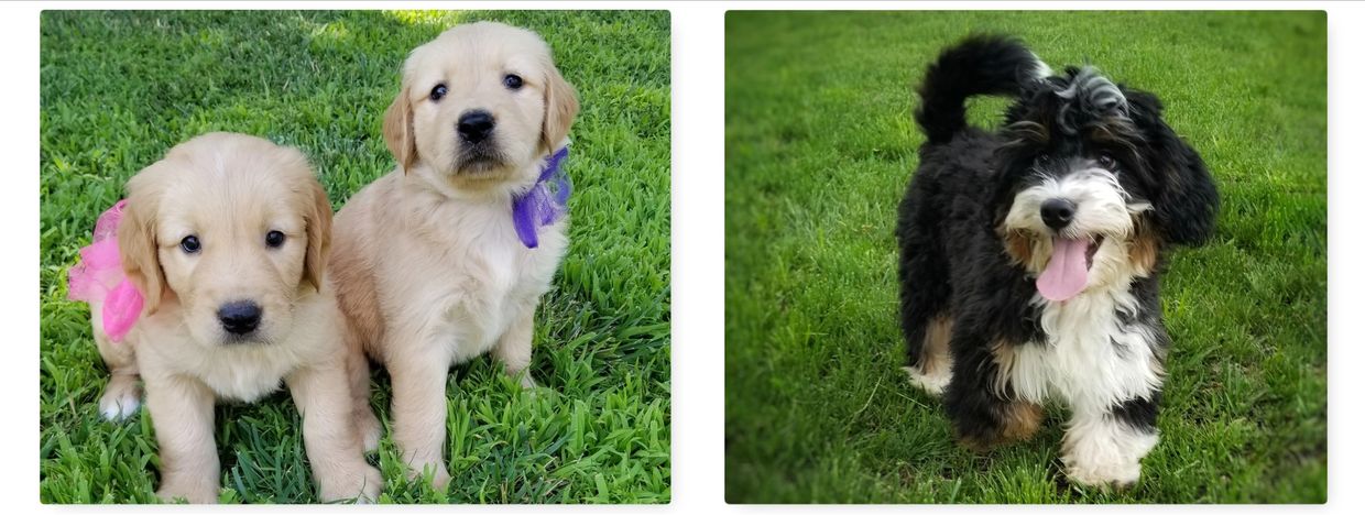 Golden Retriever Puppies and Bernedoodle Puppies