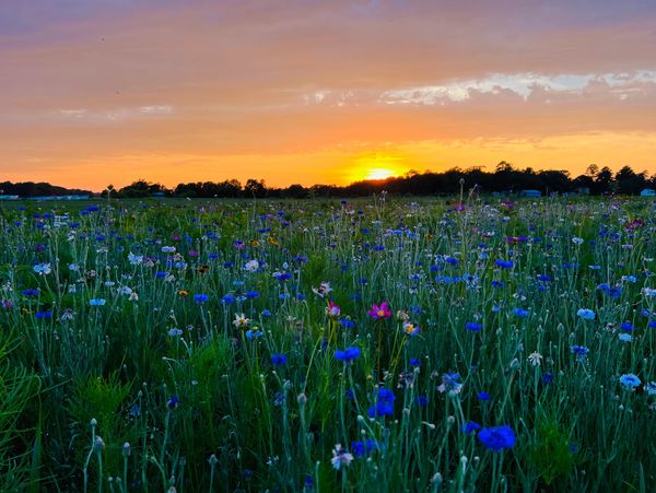 Backyard Wildflower Patch