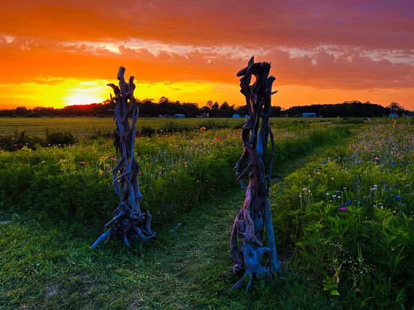 driftwood columns