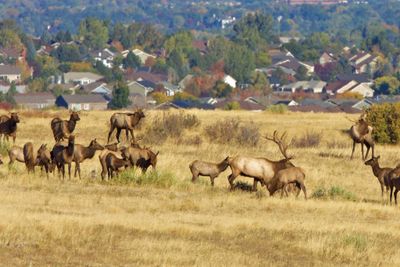 Highlands Ranch, Colorado
Real Estate