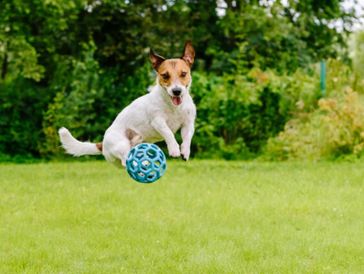 Dog and ball symbolizing bouncing back from adversity through the power of therapy