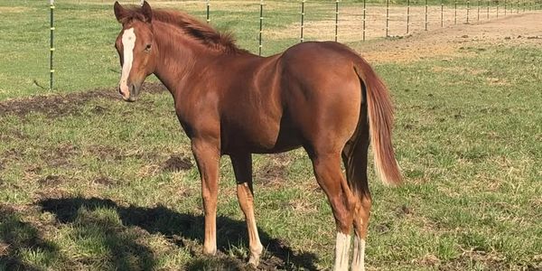 A chestnut horse standing in a grassy field.