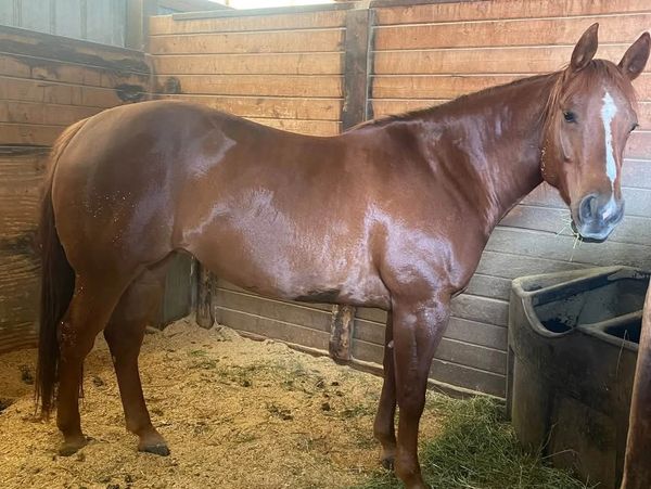 Brown horse standing in a stable.