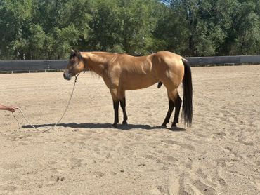 A brown horse standing on sandy ground with a rope and trees in the background.