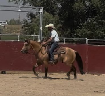 Person riding a horse in an outdoor arena.