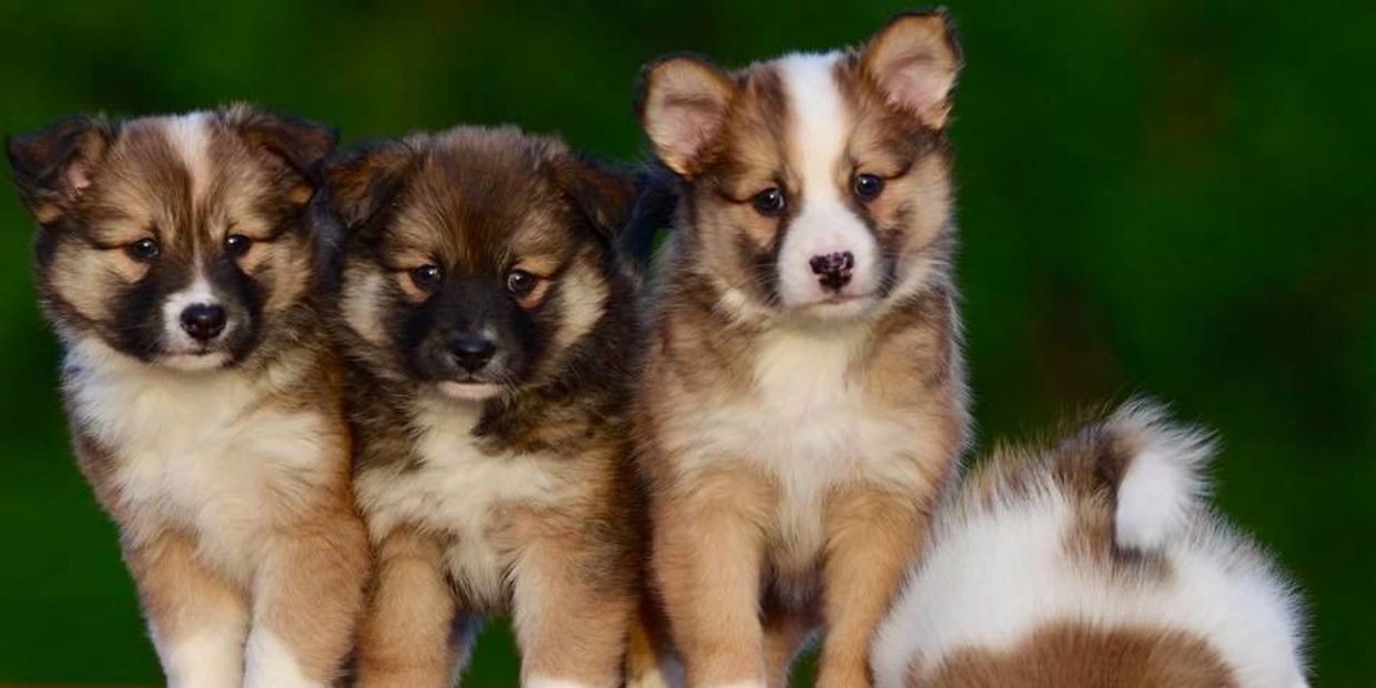 Icelandic sheepdog puppies