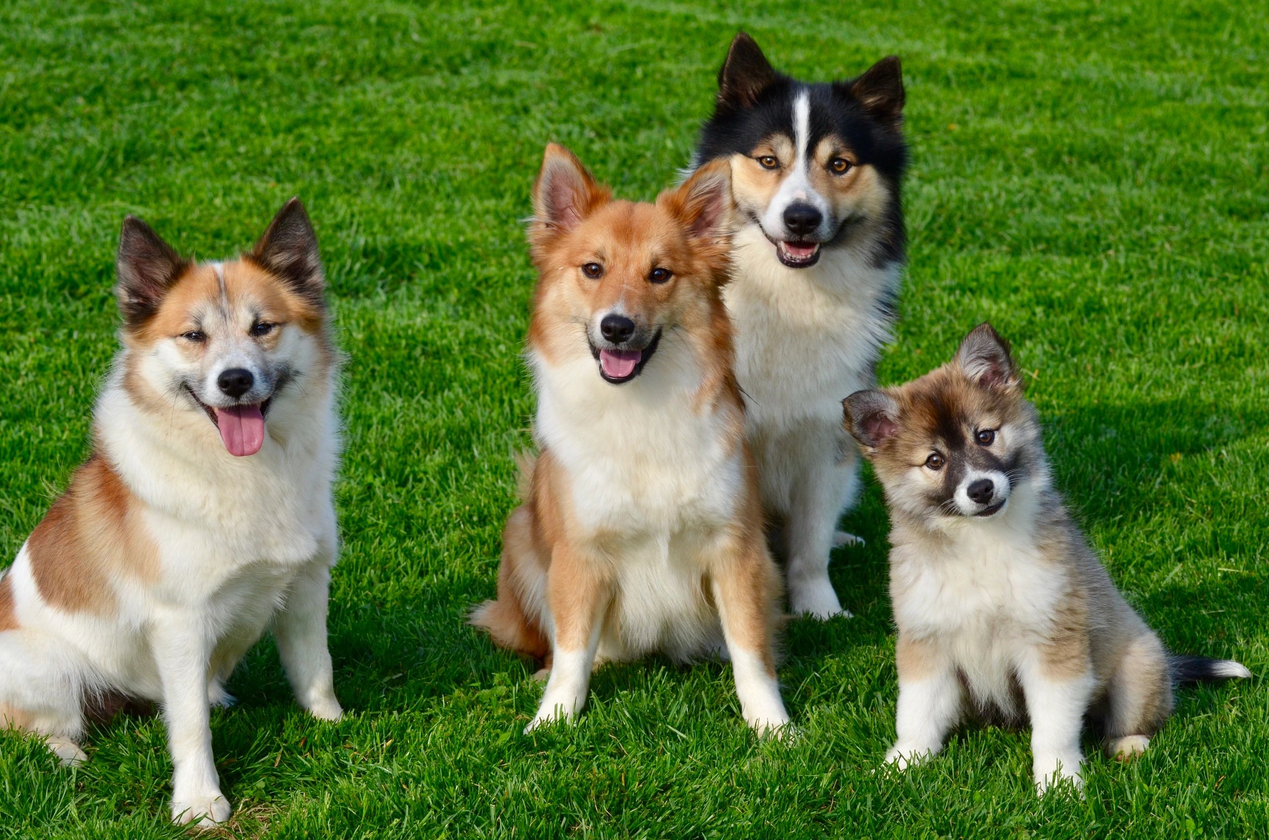 Icelandic sheepdogs show dogs adults and puppies 