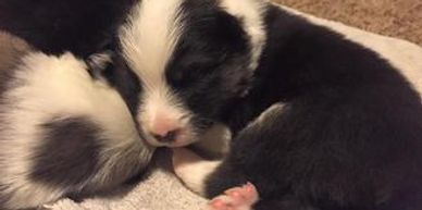 Black Tri Icelandic Sheepdog puppy