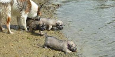 Glen of imaal terrier puppies with sable pied Icelandic sheepdog