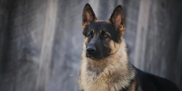 Black and Tan German shepherd puppy show dog