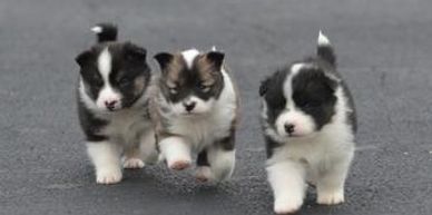 Icelandic Sheepdog puppies