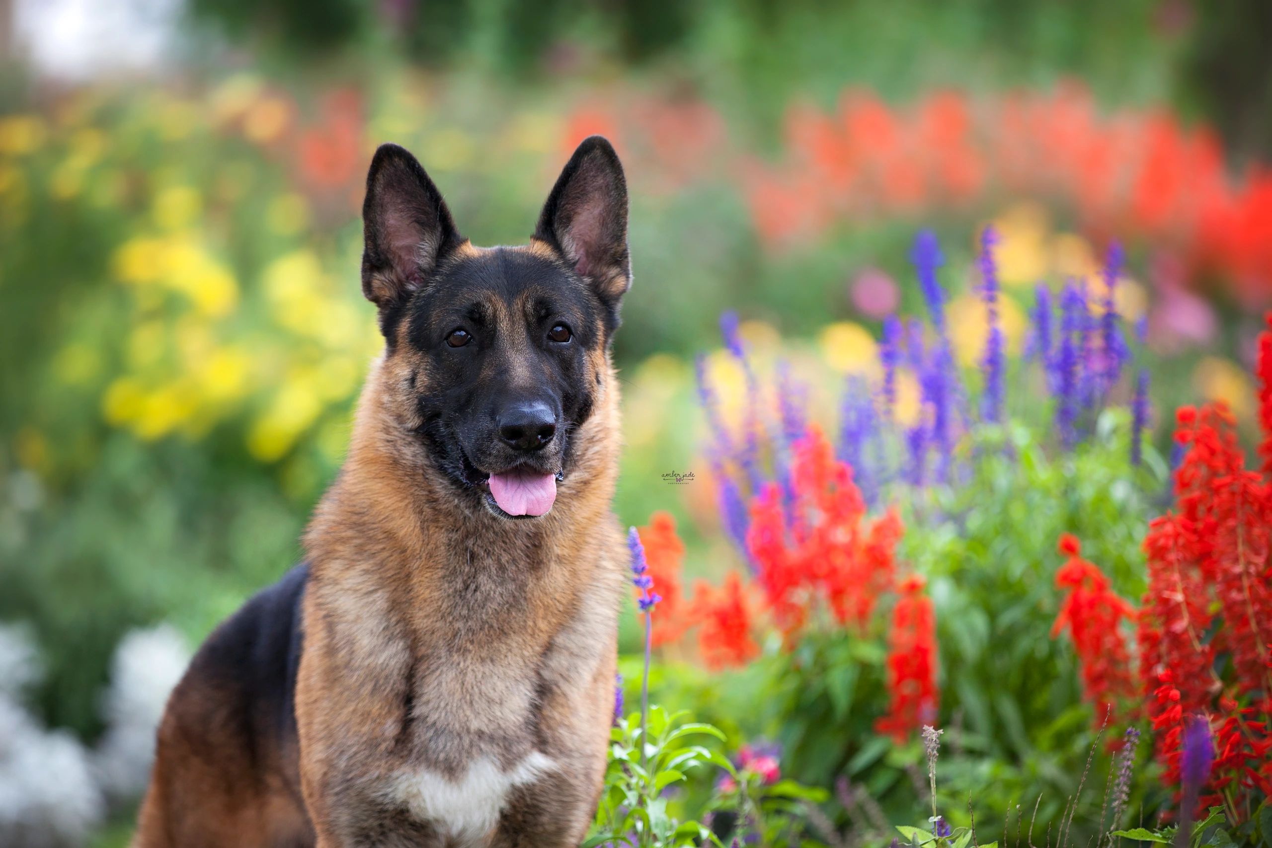 Black and tan German Shepherd show dog in flowers