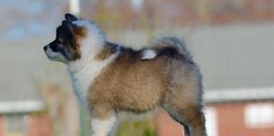 Sable and white icelandic sheepdog puppy