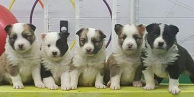 Icelandic sheepdog puppies