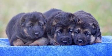 Black and tan German shepherd puppies