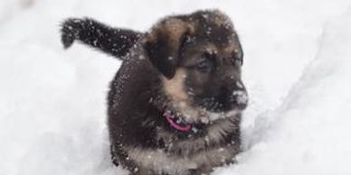 Black and Tan German Shepherd puppy