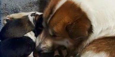 Icelandic Sheepdog puppies with mom