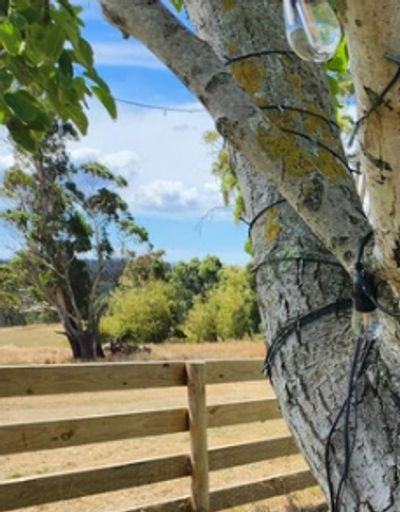 Walnut tree on a farm property - elope Tasmania beautiful in one of many gorgeous country venues