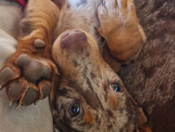 Cute dapple dachshund puppy lying on its back with paws up.