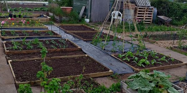 The Allotment pictured early in the growing season.