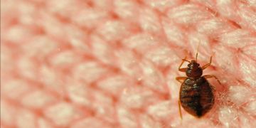Bed bug treatments for your home or cottage