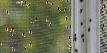 Cluster Flies, exterior and attic spray treatments