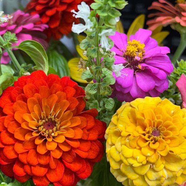 A vibrant bouquet of zinnias in various colors with green leaves.