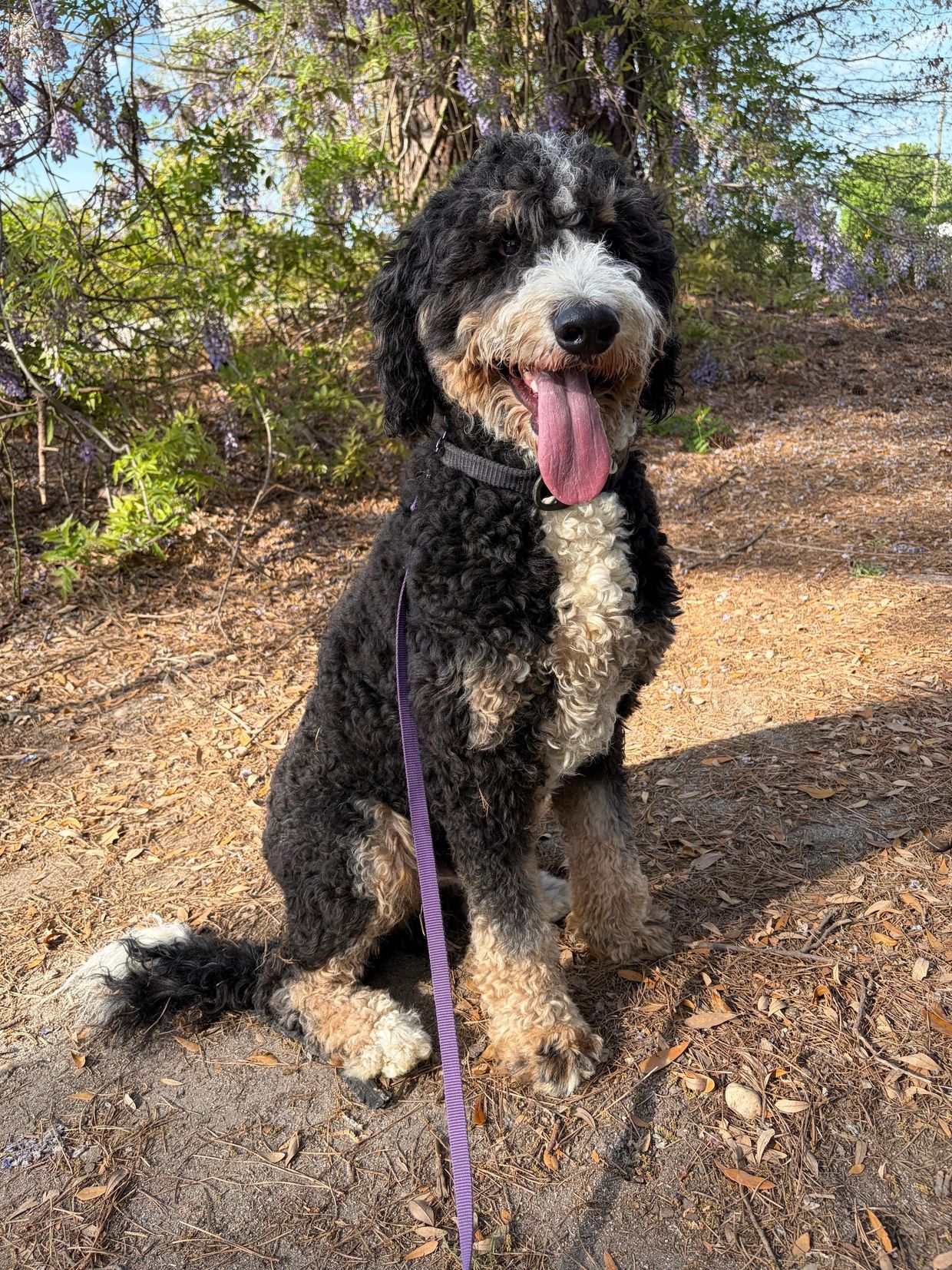 Curly black and white dog sitting outside with tongue out.