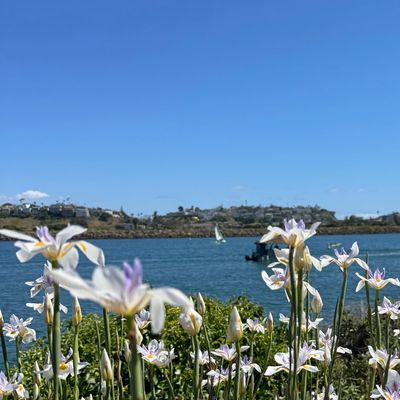 White flowers with a waterfront and hills in the background under a clear blue sky.