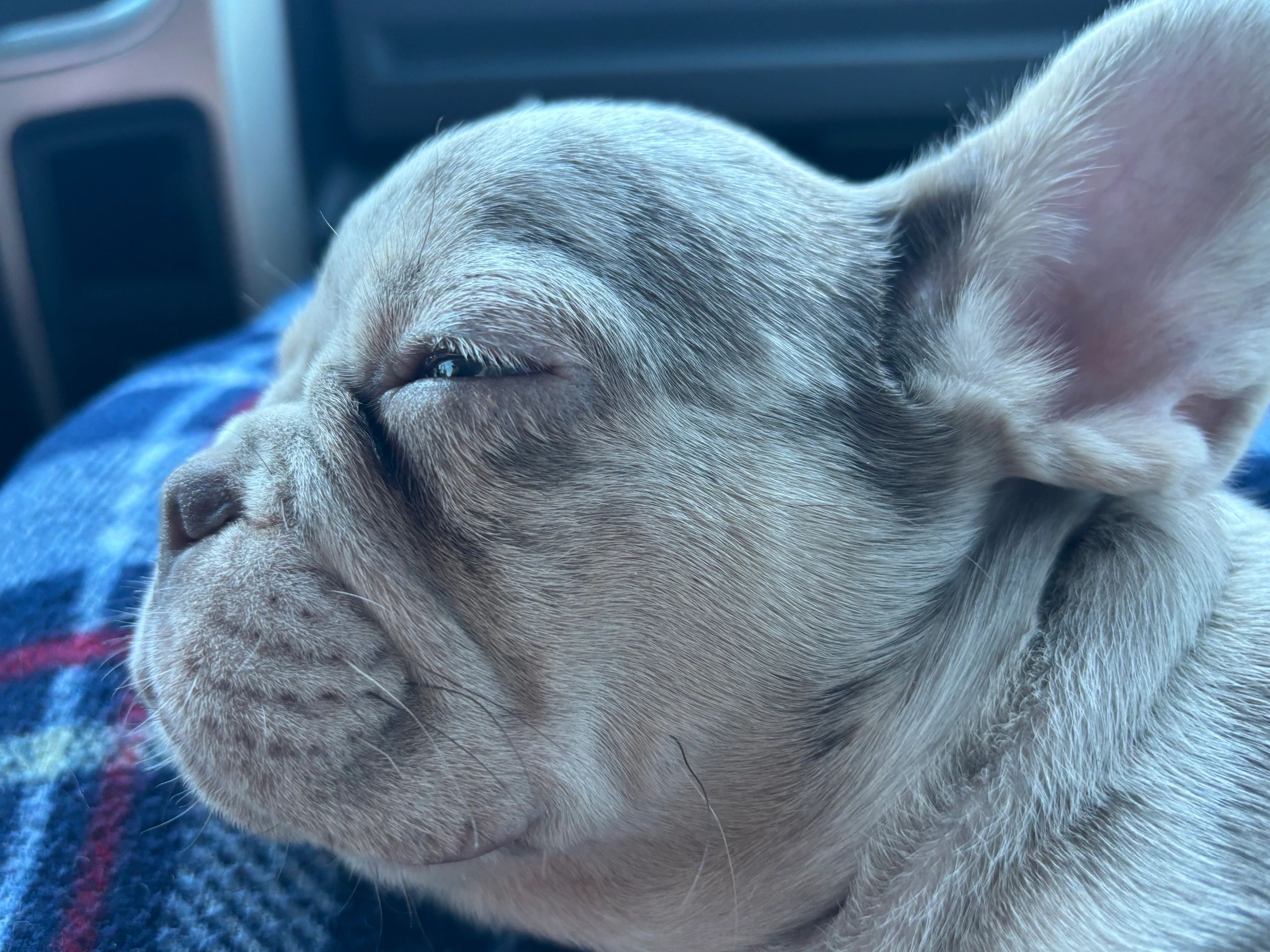 Knox pup close up