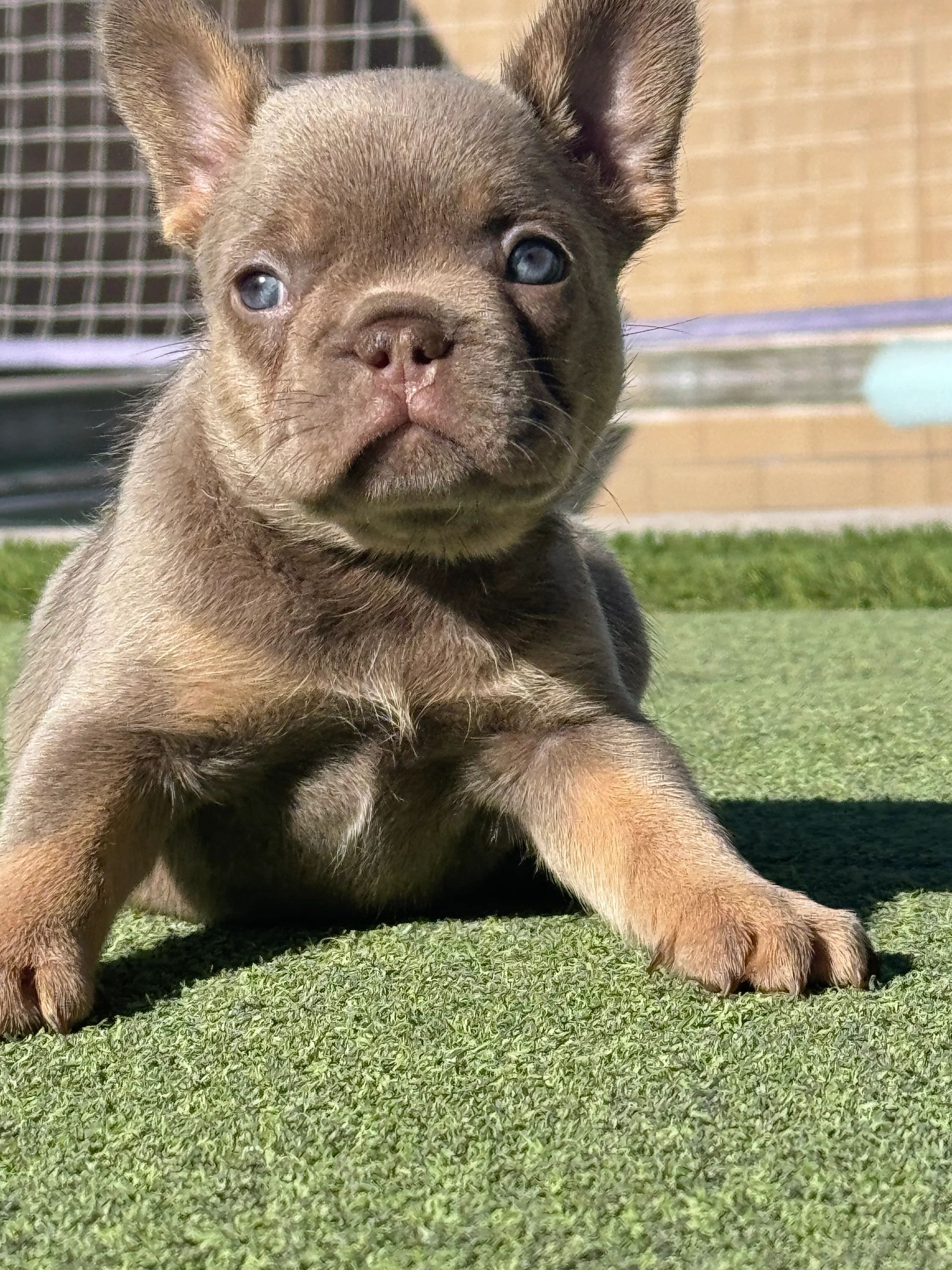 Knox offspring - Lilac Tan Female Bella