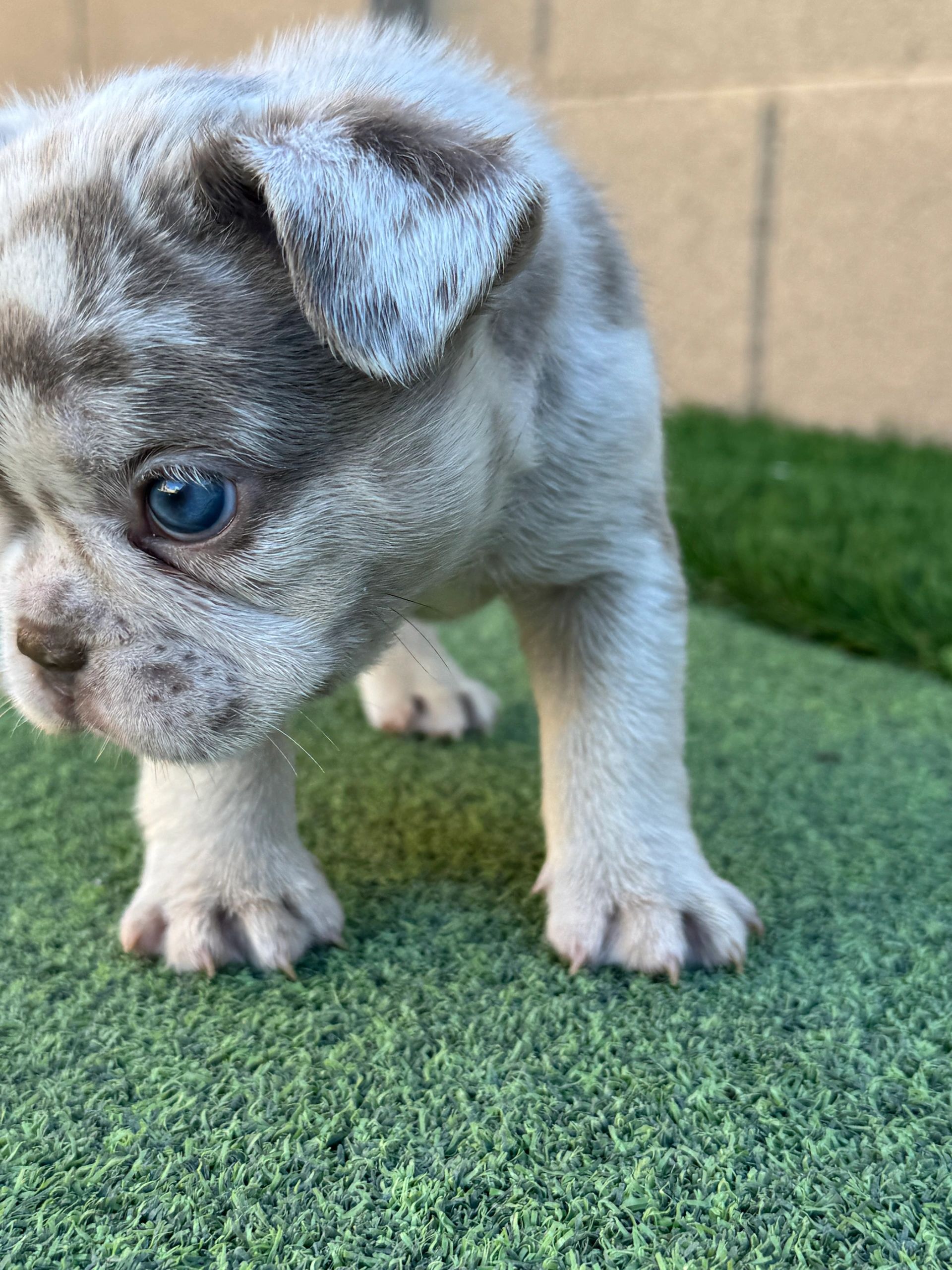 Knox offspring - Merle male Junior