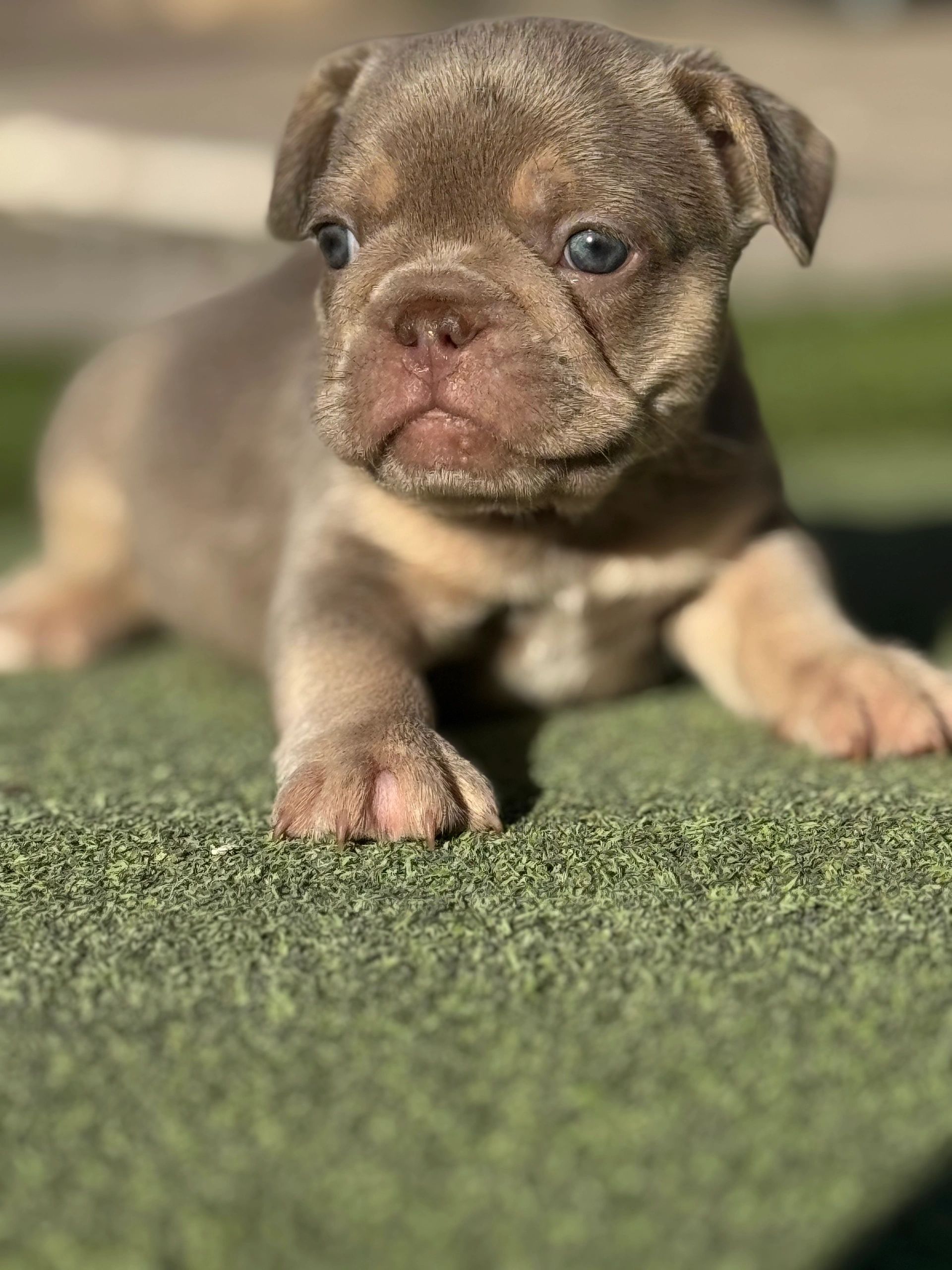 Knox offspring - Lilac Tan Male Charlie