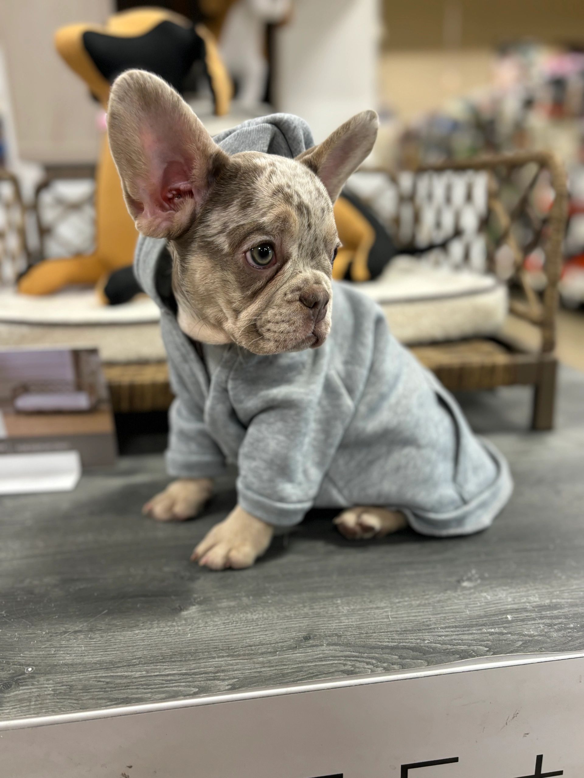 Knox as a puppy