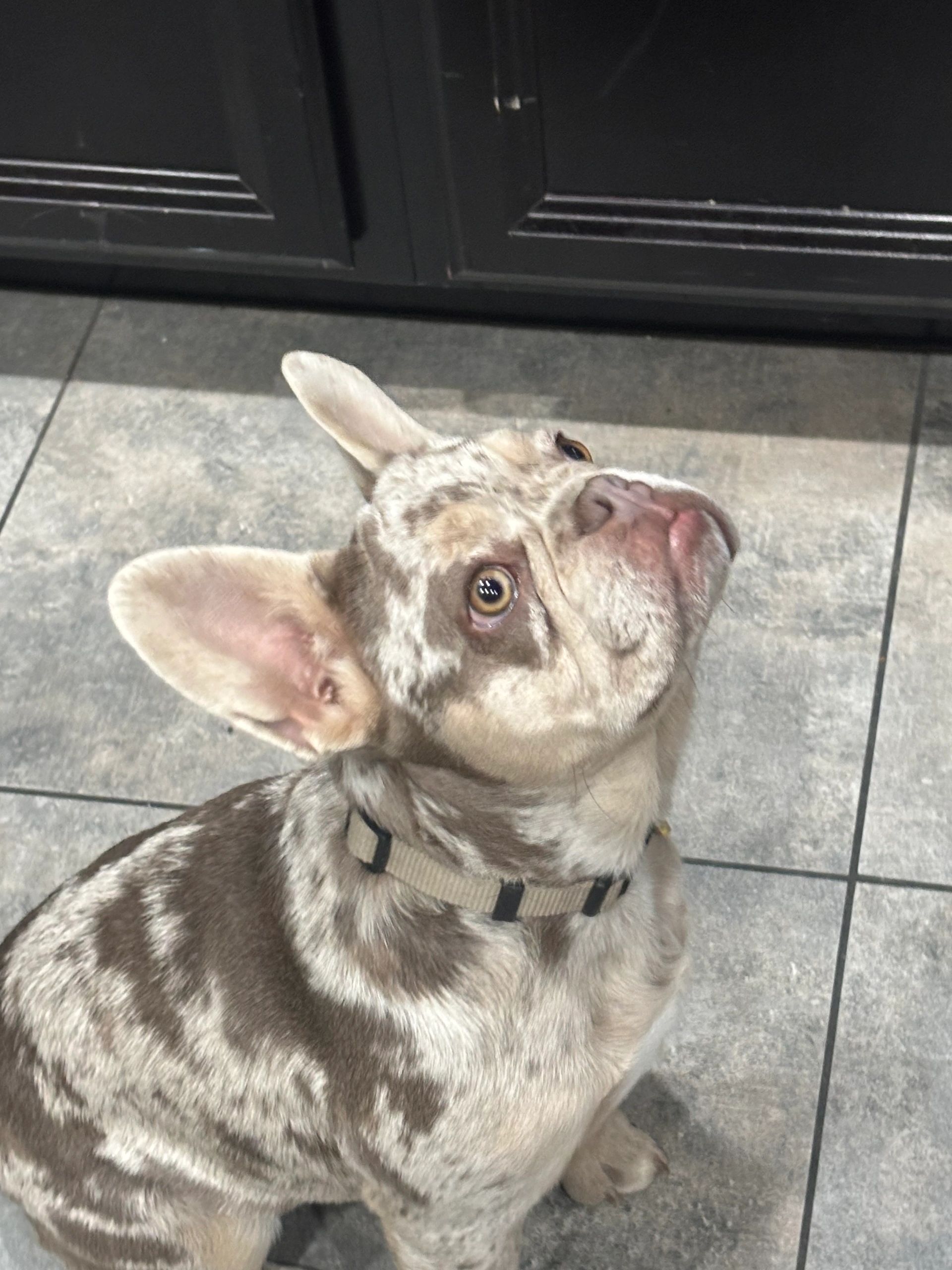 Knox - Isabella Merle Stud