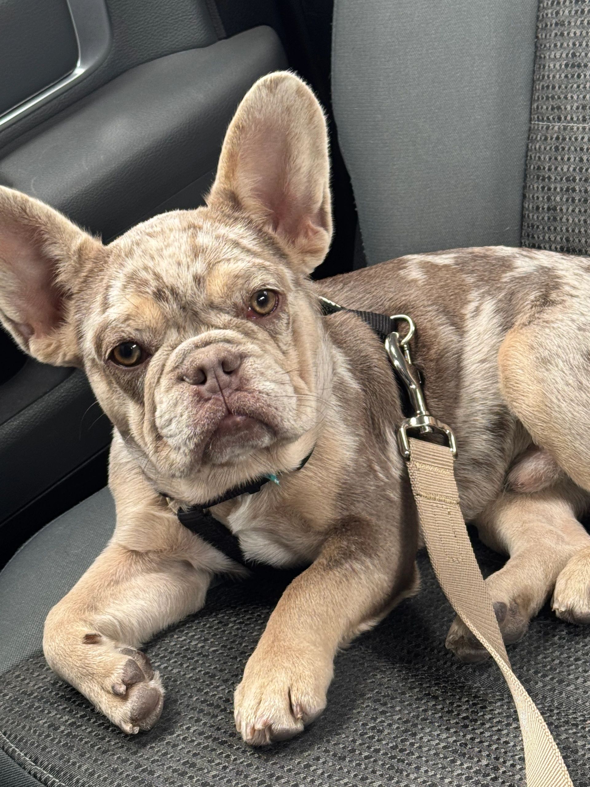 Knox resting