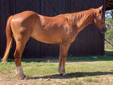2 year old gelding by Metallic Tomcat