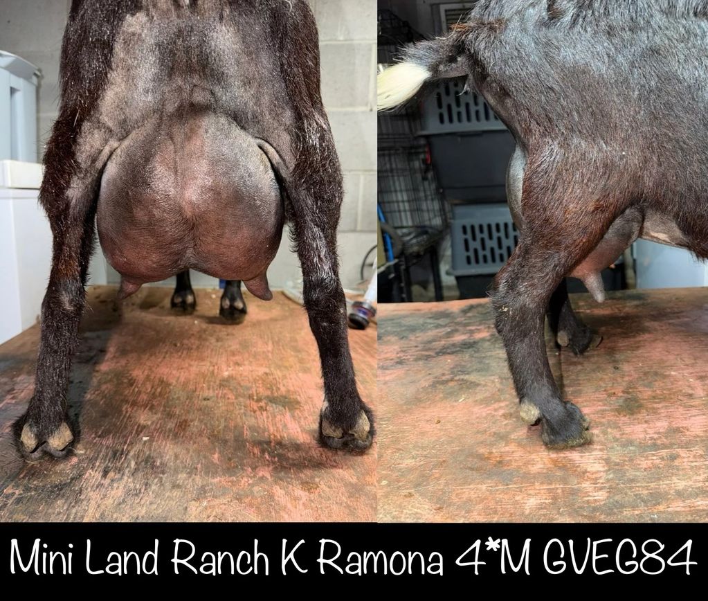 Rear and side views of a black goat with a full udder on a wooden surface indoors.