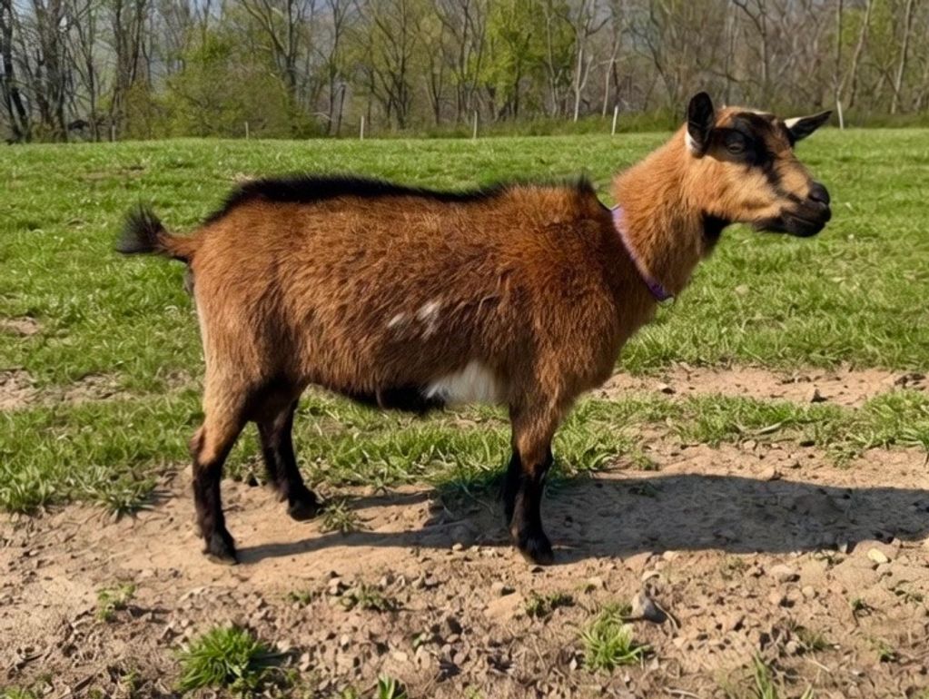 A brown goat with black markings standing on grass and dirt.