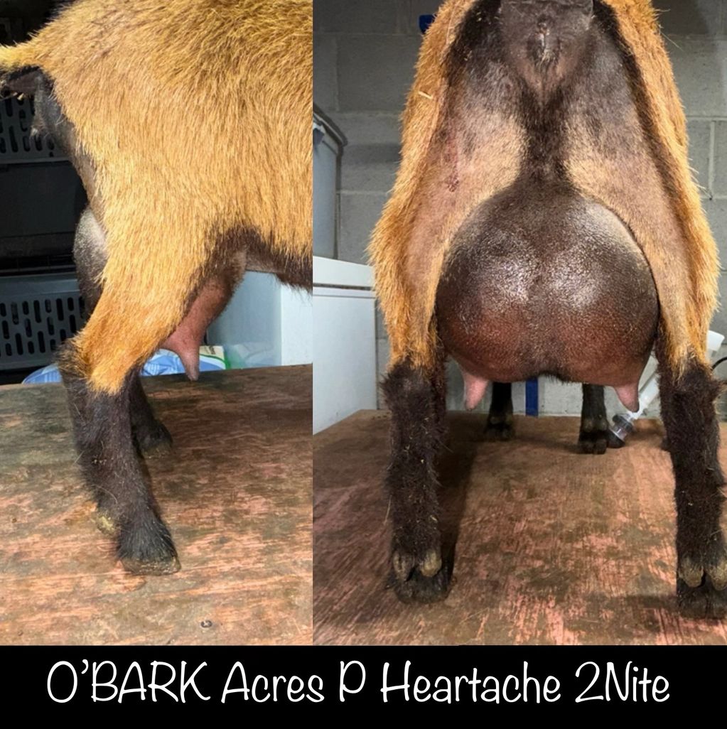 Close-up of a goat's udder, showcasing its health and fullness.