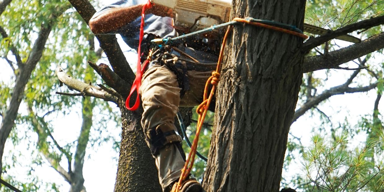 New Milford Connecticut Tree Services