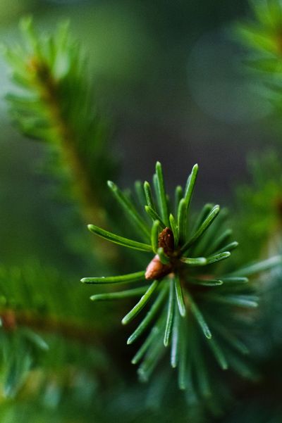 Sprig from a pine tree in the foreground with another sprig out of focus in the background 