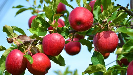 Decontaminated apples