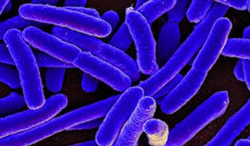 E. coli
