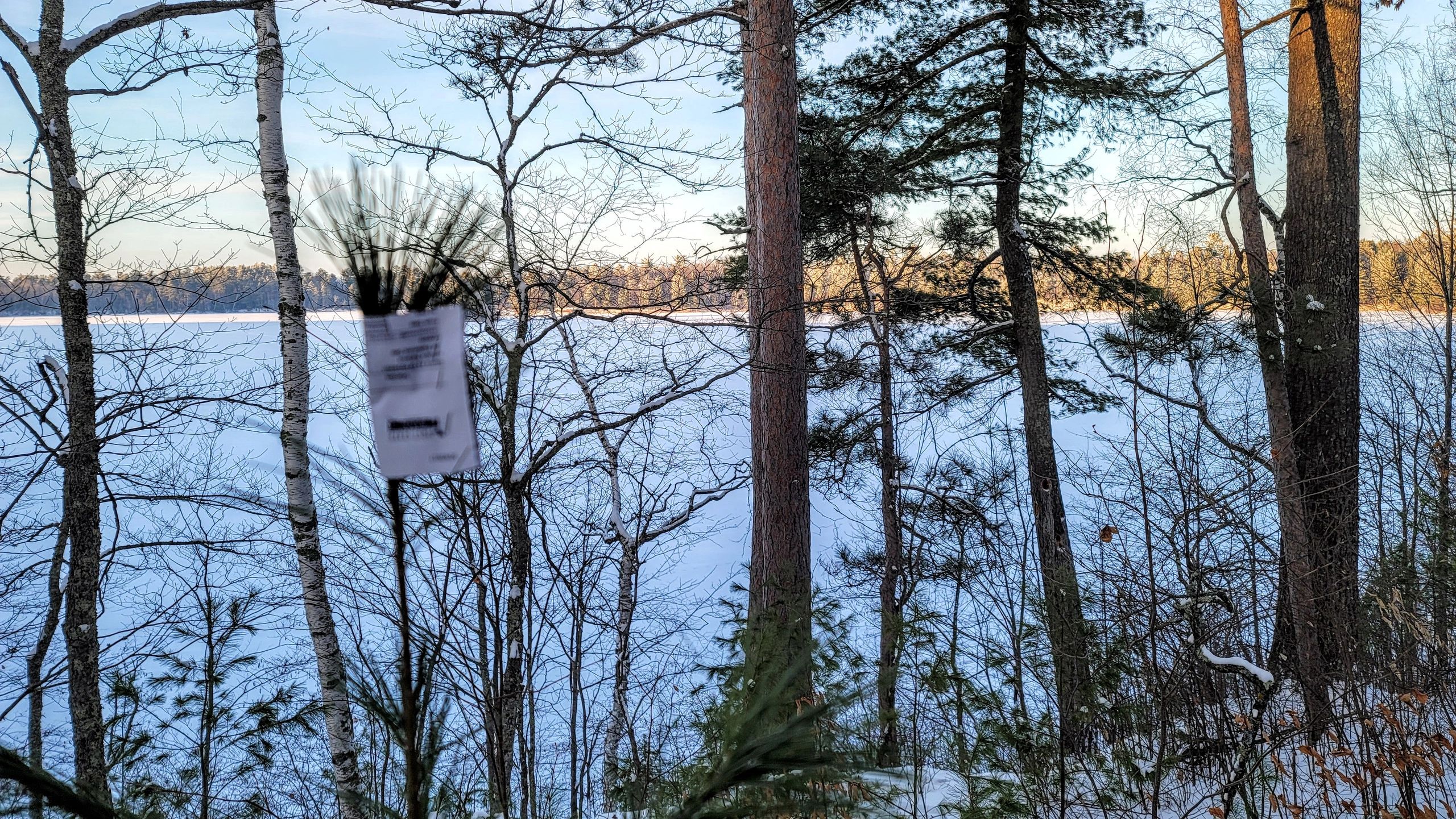 Why we Bud Cap White Pine at Rajala Forestry