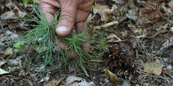 Natural White Pine regeneration by Rajala Forestry