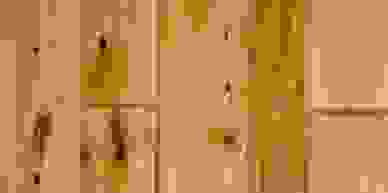 Minnesota native tree species at Minnesota Timber and Millwork from