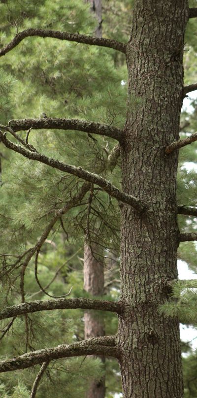 Large White Pine, Rajala Forestry, Minnesota Timber & Millwork