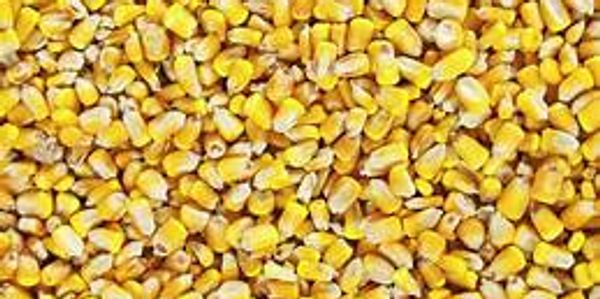 Corn